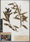 Foto von Salix triandra subsp. amygdalina (L.) Schübl. & G. Martens